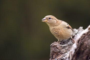 PaPasser domesticus- House sparrow.  House sparrow sitting on a branch. Green background.sser domesticus- House sparrow.