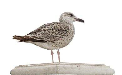 Marine gull