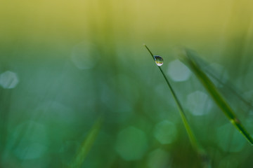 Two drops of water on fresh grass - 135311940
