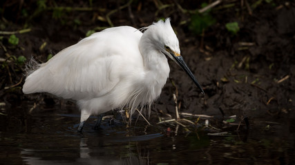 Egret