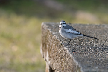 Wagtail
