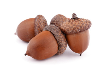Acorns