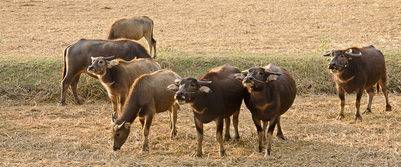 buffalo eating