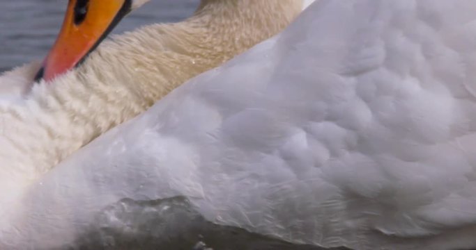 White Swan gliding through lake water. Feathers