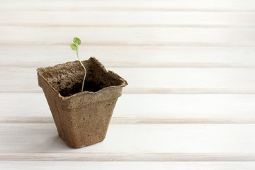 beginning of a new life/ young plant, growing in cups for seedlings 