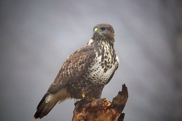 Buteo buteo - Accipitridae. Buzzard Predator bird  sitting on a branch in a foggy morning. Wildlife.