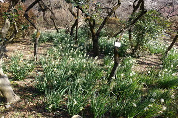 水仙の花