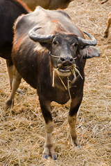 buffalo eating