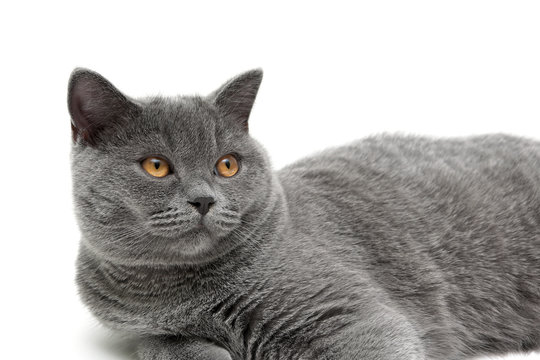 beautiful cat with yellow eyes close up on a white background