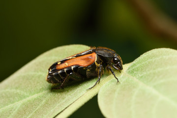 Beetle ( Euselates schoenfeldti ) on green leaf