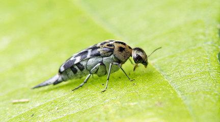 Beetle, Tumbling flower beetles ( Mordellidae )  on green leaf