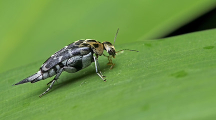 Beetle, Tumbling flower beetles ( Mordellidae )  on green leaf