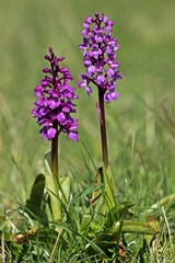 Stattliches Knabenkraut (Orchis mascula) 