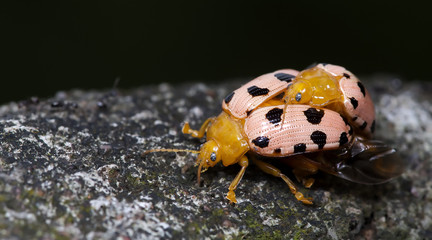 Beetle, Fourteen-spotted Beetle on tree
