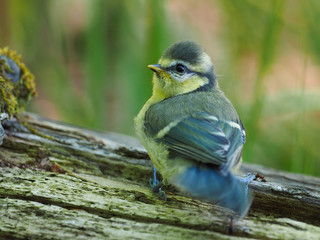 Very young Blue tit