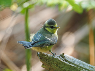 Very young Blue Tit