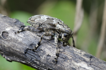 Beetle ( Coptops annulipes ) on branch