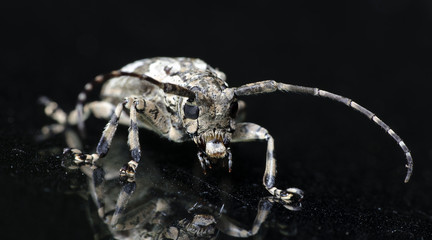 Beetle ( Coptops annulipes ) on glass