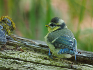 Very young Blue tit