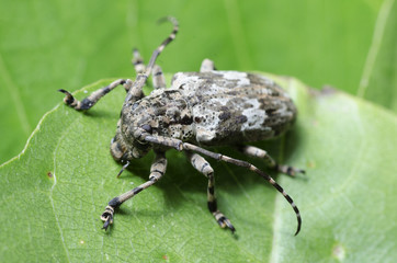 Beetle ( Coptops annulipes ) on green leaf