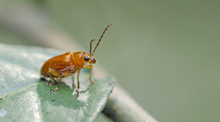 Fototapeta na wymiar Beetle, Red Cucurbit Beetle on green leaf