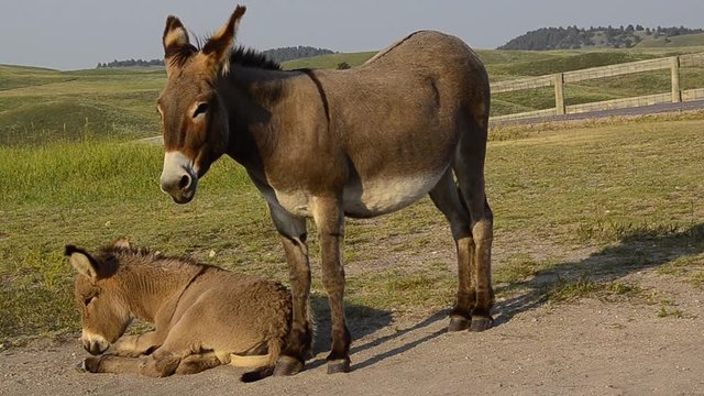 A  wild burro and her foal resting in Custer State Park, South Dakota. Handheld.