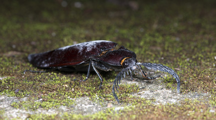 Beetle, Click Beetle on ground