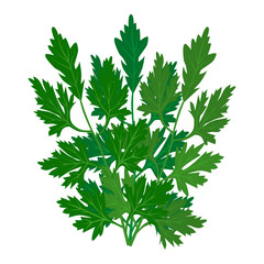 Parsley icon on white background. Vector illustration.