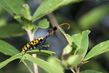 Beetle ( Aristobia approximator ) on green leaf