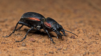 Beetle, Large Ground Beetle ( Mouhotia batesi ) on ground