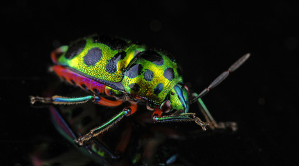 Beetle, Shield Bug ( Chrysocoris stollii ) on glass