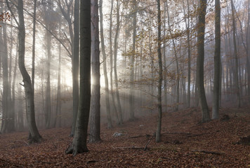 Bergwald im Nebel