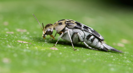 Beetle, Tumbling flower beetles ( Mordellidae )  on green leaf