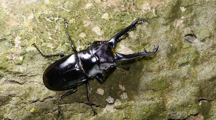 Beetle ( Cladognathus giraffa ) ( Prosopocoilus giraffa giraffe ) on tree