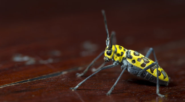 Beetle ( Gerania bosci ) on wood