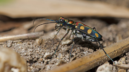 Beetle, Tiger Beetle ( Cosmodela aululenta juxata ) on ground