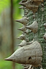 Rinde des Florettseidenbaums (Ceiba speciosa) mit Stacheln 
