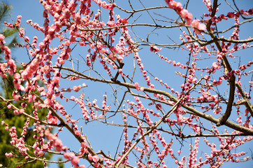 京都　北野天満宮の梅
