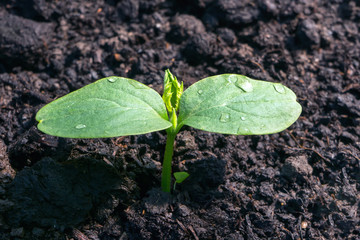 Green sprout of cucumber plant at springtime