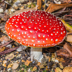 Fly Agaric