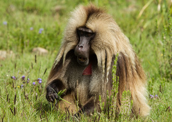 Gelada baboon 