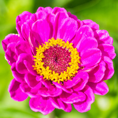 Zinnia Dark Pink