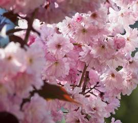 pink Sakura flowers on a tree closeup