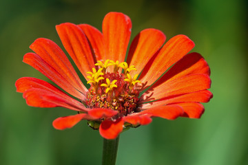 Orange zinnia closeup on green background