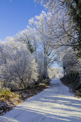 Schnee Winter Weg Baum