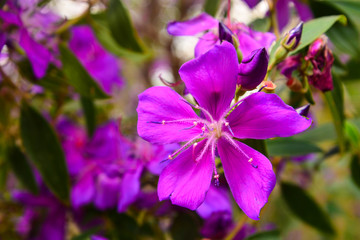 Fototapeta premium Garden of Inhotim, Minas Gerais