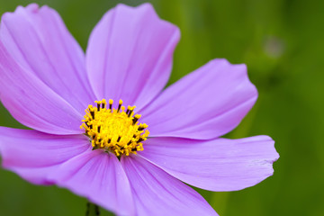Cosmos flower on green background