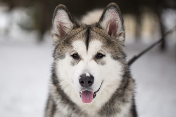 Dog Siberian husky in the winter in the woods.