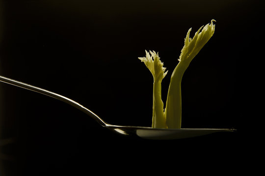 sprout of celery in a tablespoon on a black background