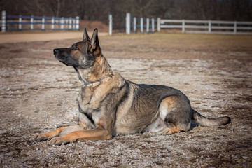 German Shepherd